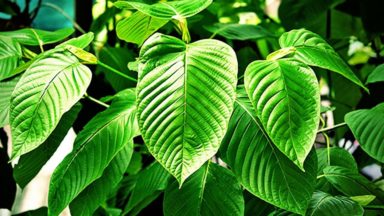 Kratom
