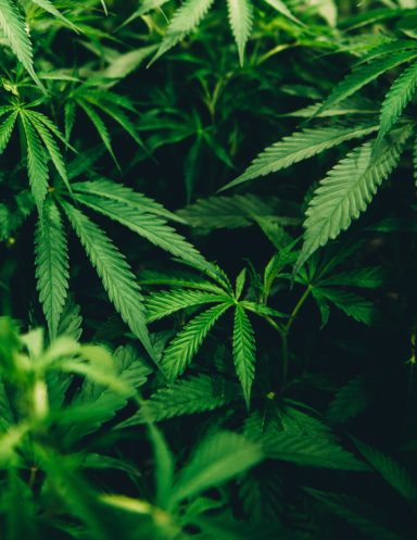 CBD Oil